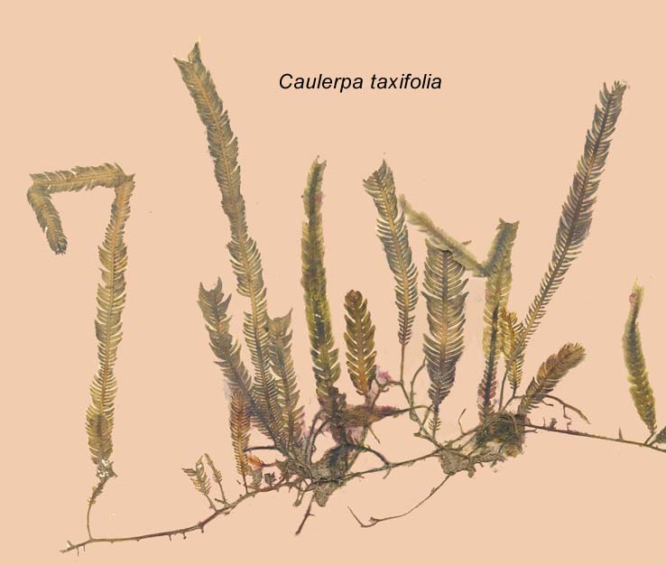 caulerpa-taxifolia-50